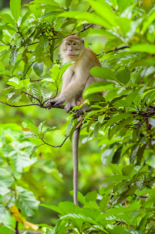 makak jávský - Macaca fascicularis