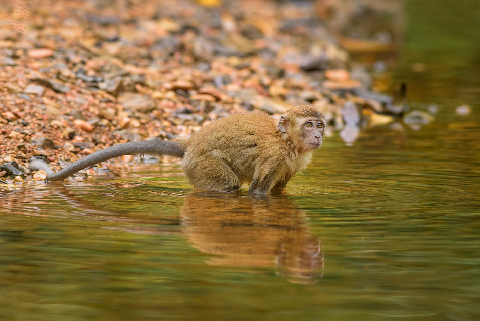 makak jávský - Macaca fascicularis