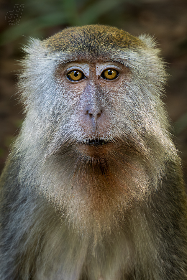 makak jávský - Macaca fascicularis