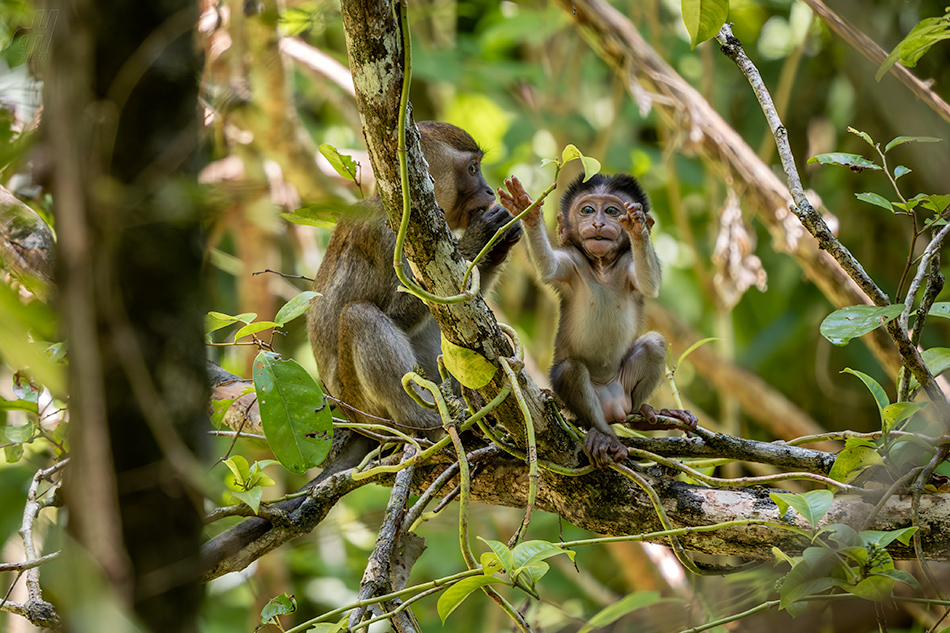 makak jávský - Macaca fascicularis