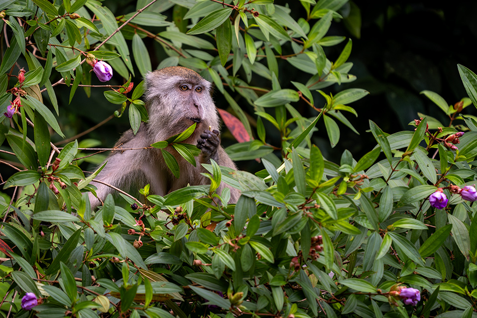 makak jávský - Macaca fascicularis