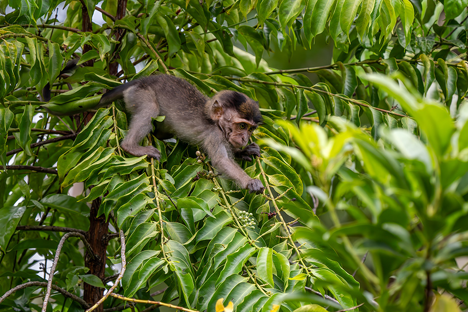 makak jávský - Macaca fascicularis