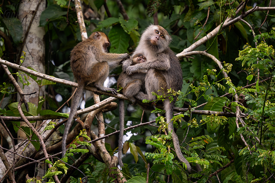 makak jávský - Macaca fascicularis