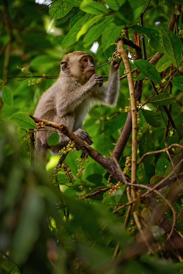 makak jávský - Macaca fascicularis