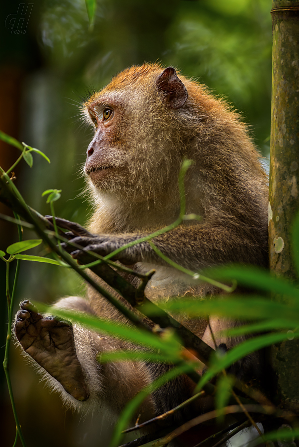 makak jávský - Macaca fascicularis