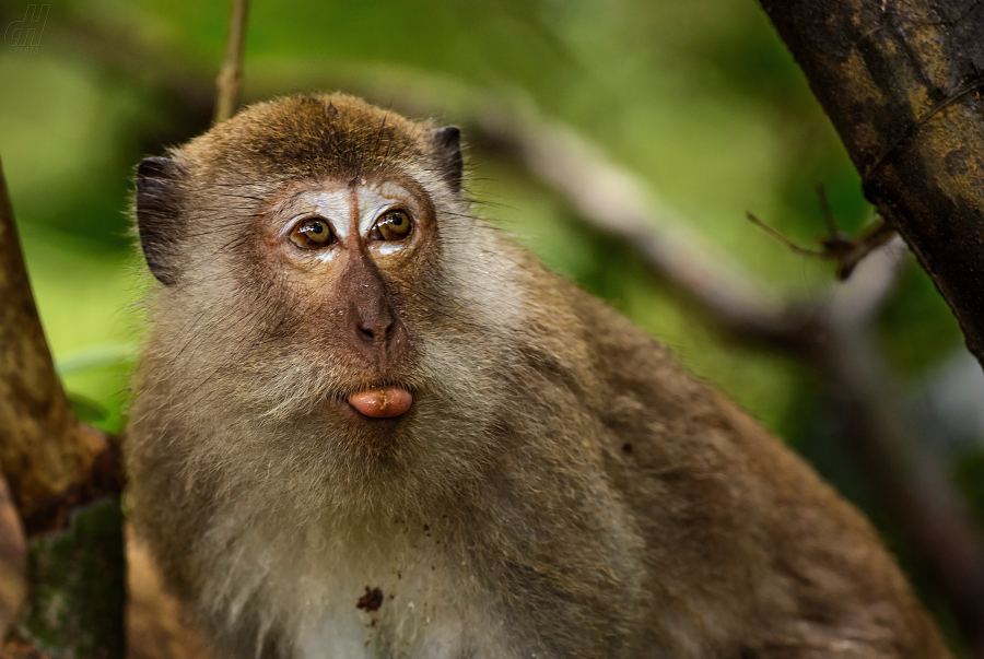 makak jávský - Macaca fascicularis