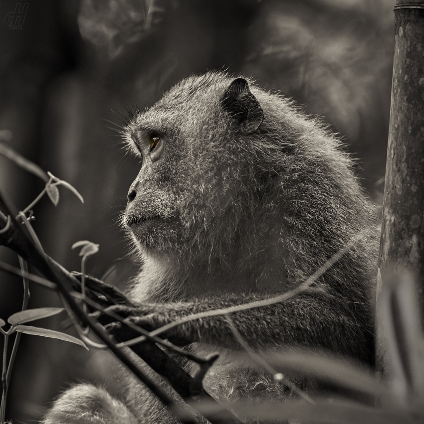 makak jávský - Macaca fascicularis