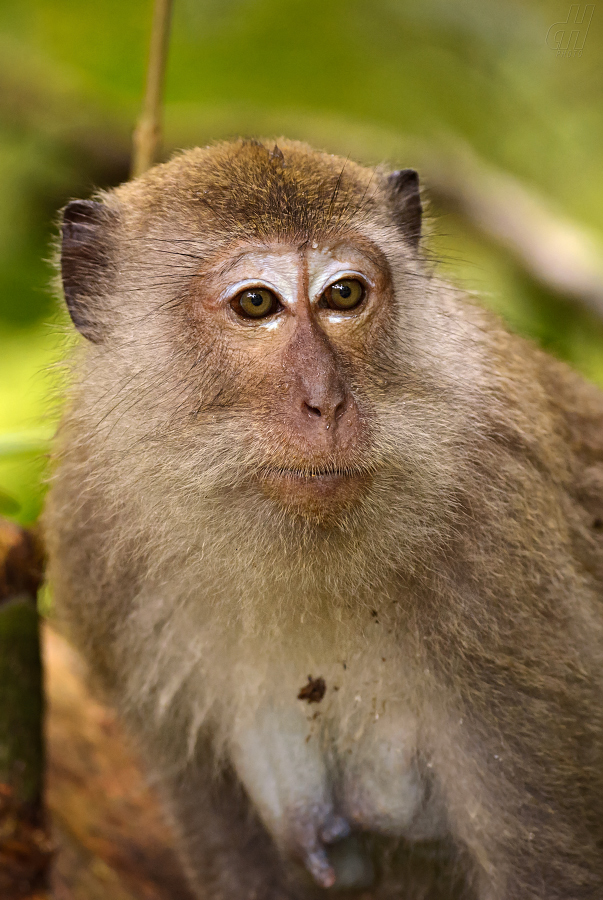 makak jávský - Macaca fascicularis