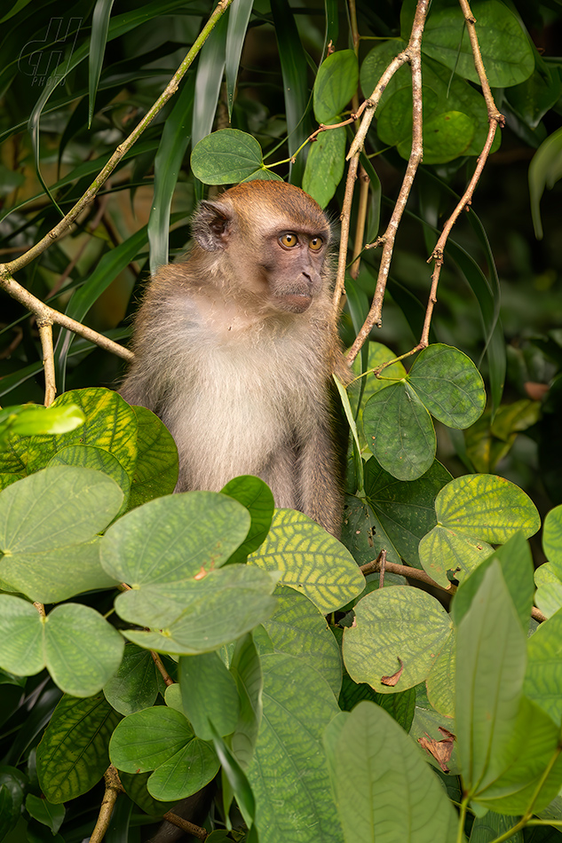 makak jávský - Macaca fascicularis