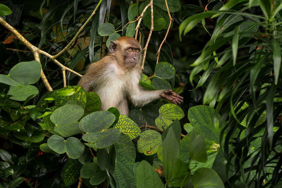 makak jávský - Macaca fascicularis