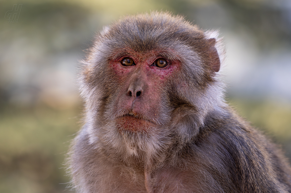 makak rhesus - Macaca mulatta