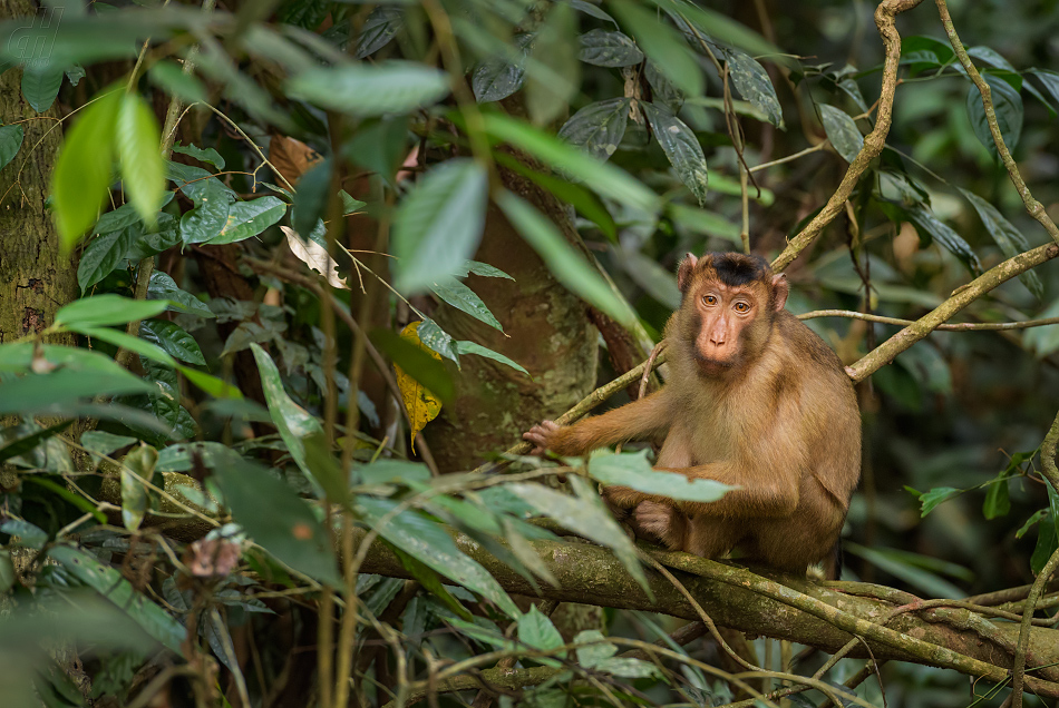 makak vepří - Macaca nemestrina