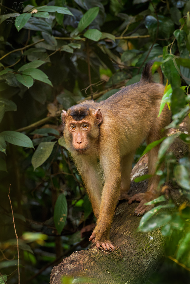 makak vepří - Macaca nemestrina