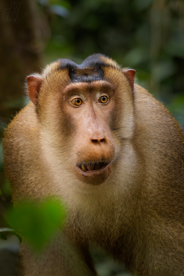 makak vepří - Macaca nemestrina