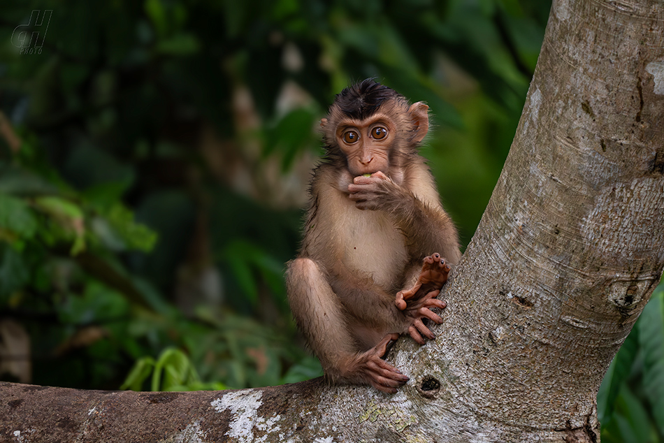 makak vepří - Macaca nemestrina
