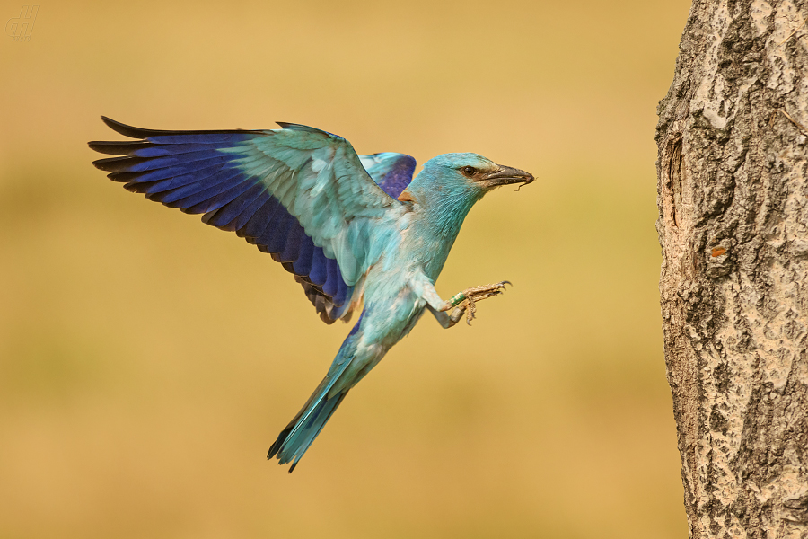 mandelík hajní - Coracias garrulus
