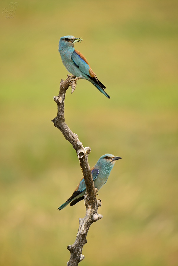mandelík hajní - Coracias garrulus