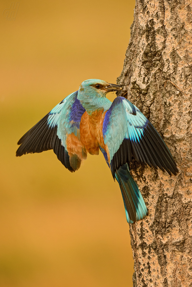 mandelík hajní - Coracias garrulus