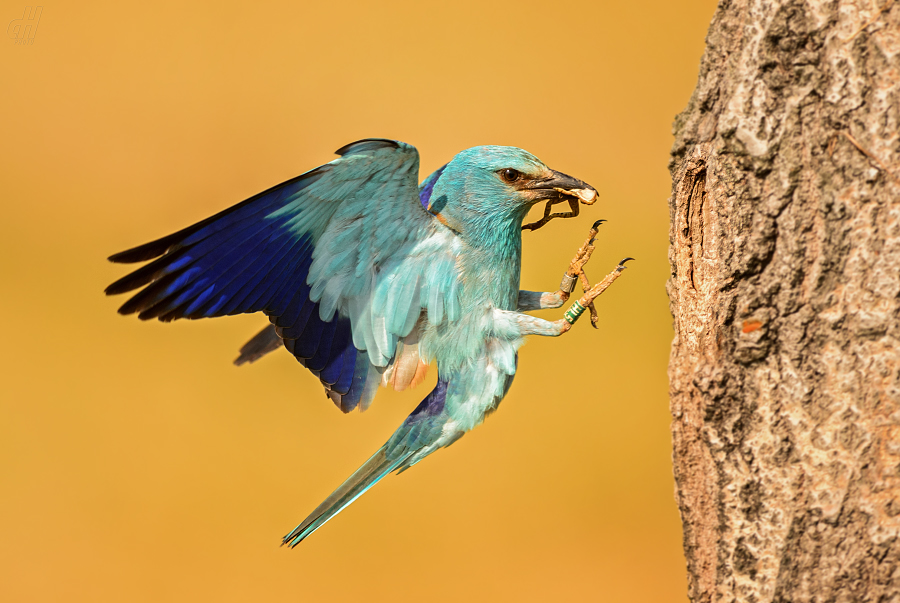 mandelík hajní - Coracias garrulus