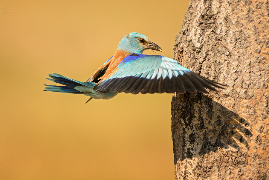 mandelík hajní - Coracias garrulus