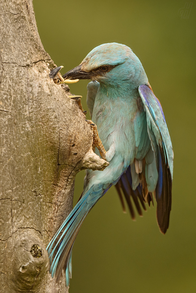 mandelík hajní - Coracias garrulus