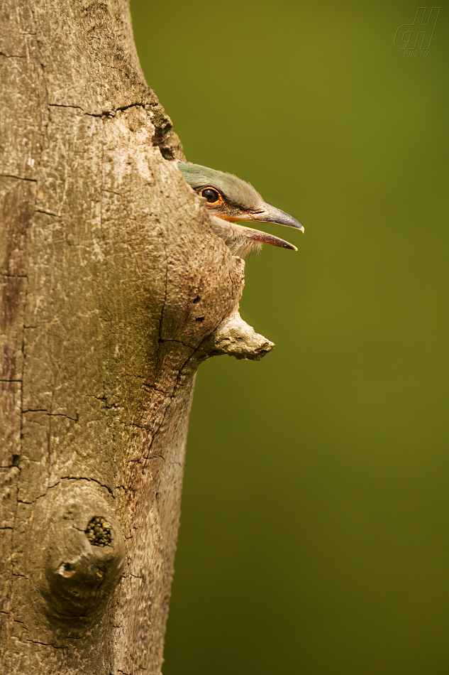 mandelík hajní - Coracias garrulus