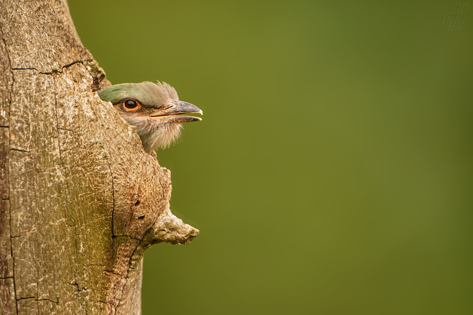 mandelík hajní - Coracias garrulus