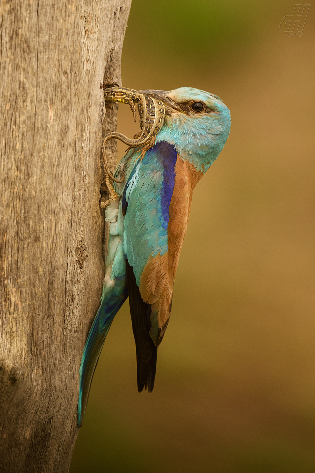 mandelík hajní - Coracias garrulus