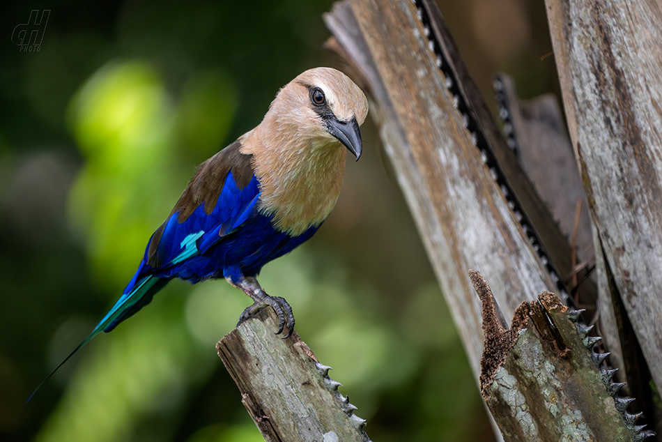 mandelík modrobřichý - Coracias cyanogaster