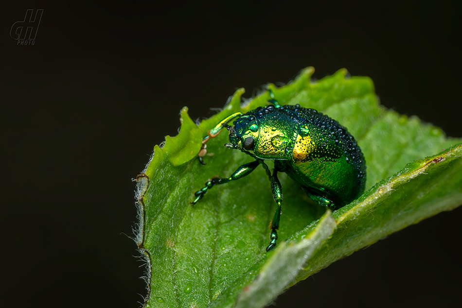 mandelinka mátová - Chrysolina herbacea