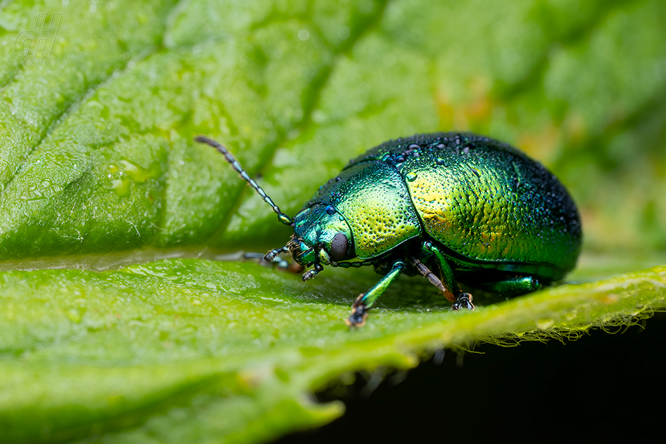 mandelinka mátová - Chrysolina herbacea