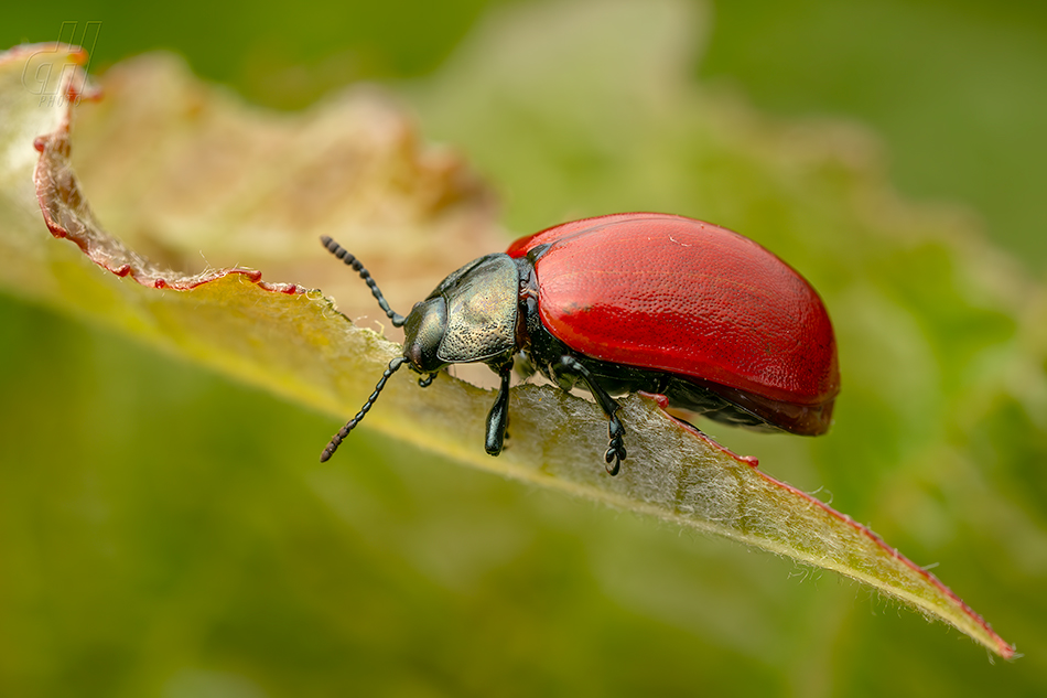 mandelinka topolová - Chrysomela populi