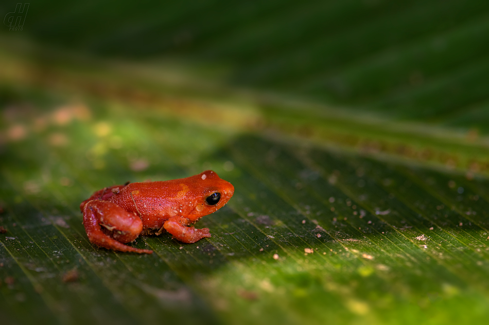 mantela zlatá - Mantella aurantiaca