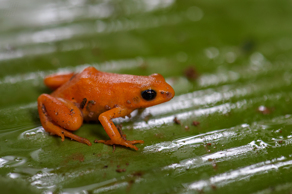 mantela zlatá - Mantella aurantiaca