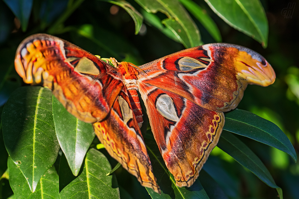 martináč atlas - Attacus atlas