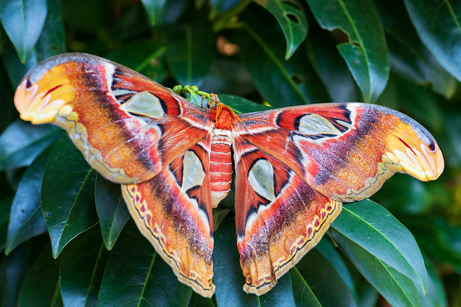 martináč atlas - Attacus atlas