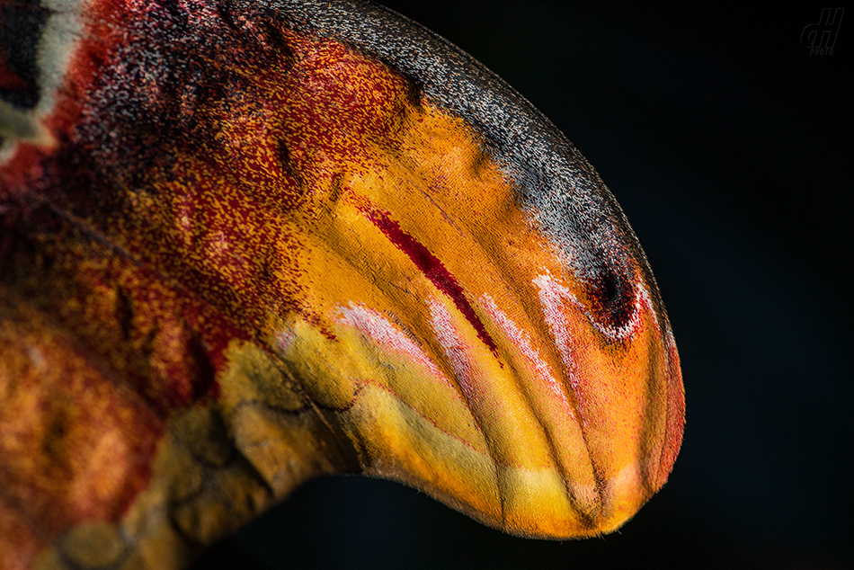 martináč atlas - Attacus atlas