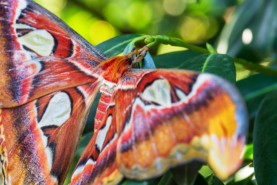 martináč atlas - Attacus atlas