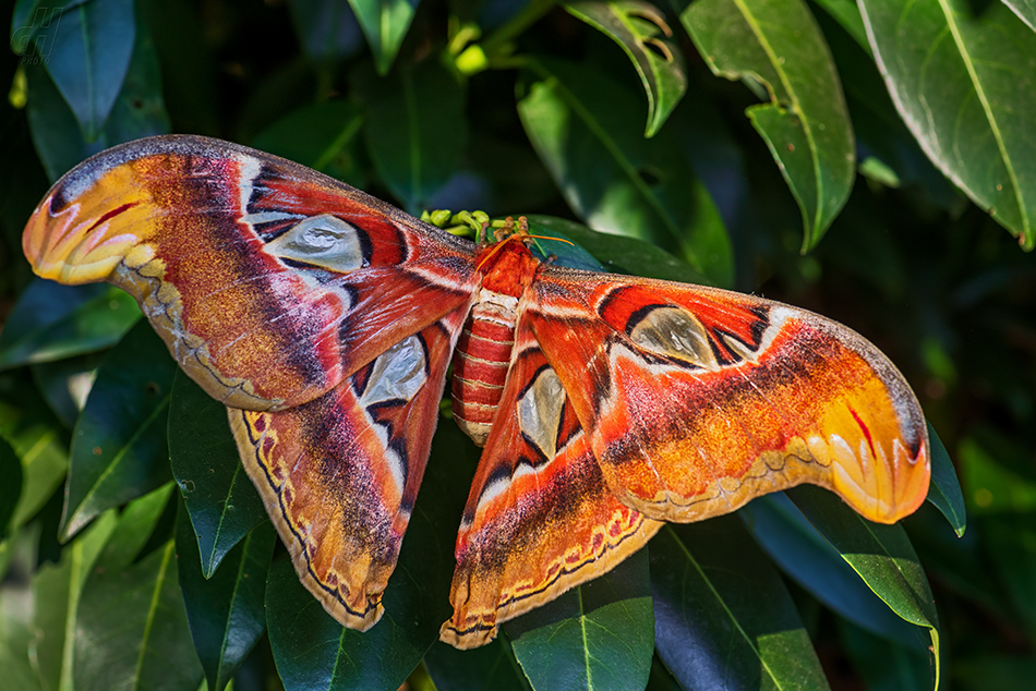 martináč atlas - Attacus atlas