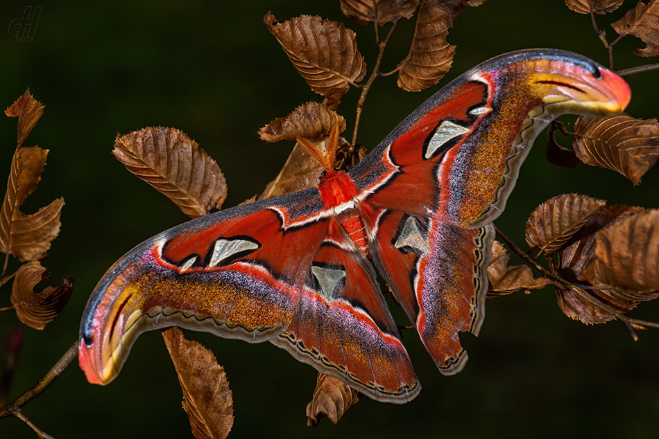 martináč atlas - Attacus atlas