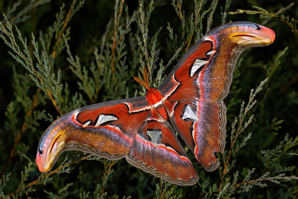 martináč atlas - Attacus atlas
