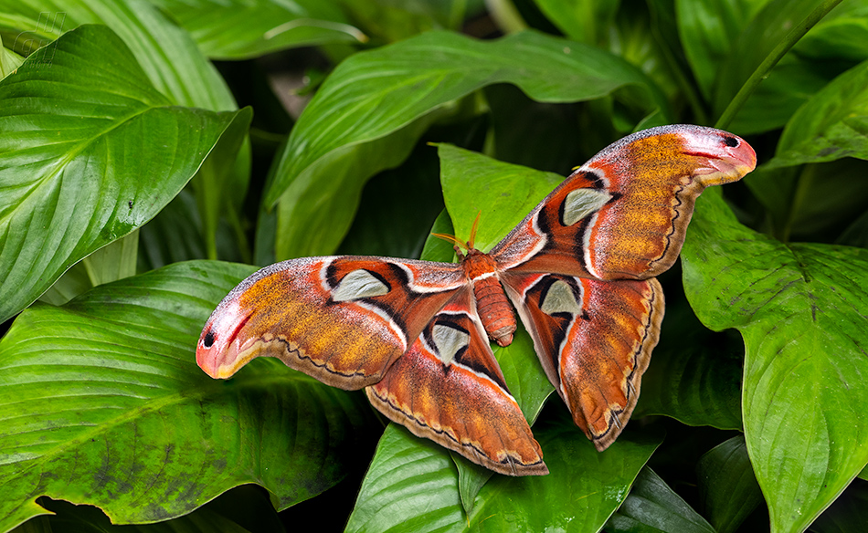 martináč atlas - Attacus atlas