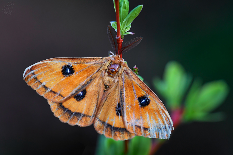 martináč bukový - Aglia tau
