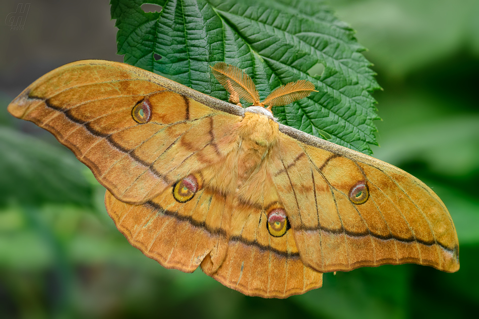 martináč dubový - Antheraea yamamai