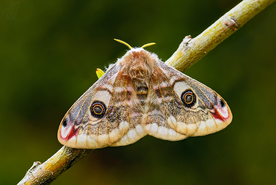 martináč habrový - Saturnia pavonia