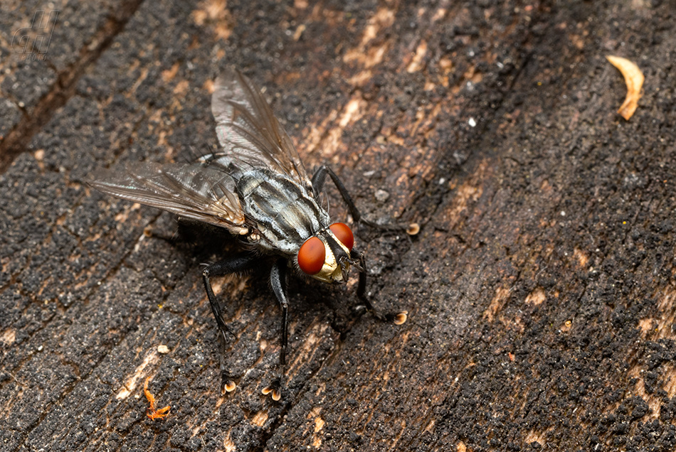masařka obecná - Sarcophaga carnaria