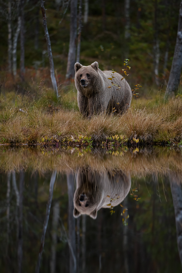 medvěd hnědý - Ursus arctos