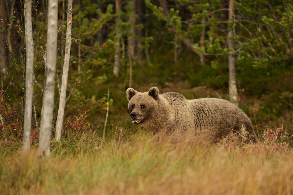 medvěd hnědý - Ursus arctos