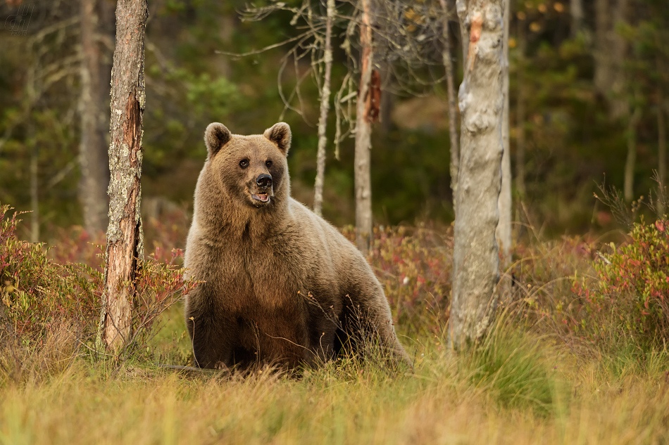 medvěd hnědý - Ursus arctos