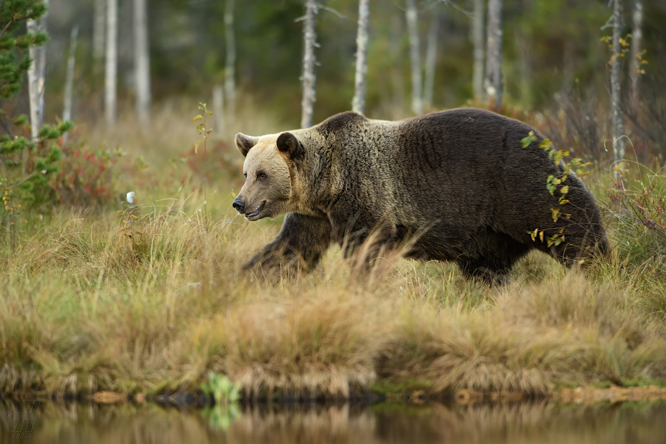 medvěd hnědý - Ursus arctos